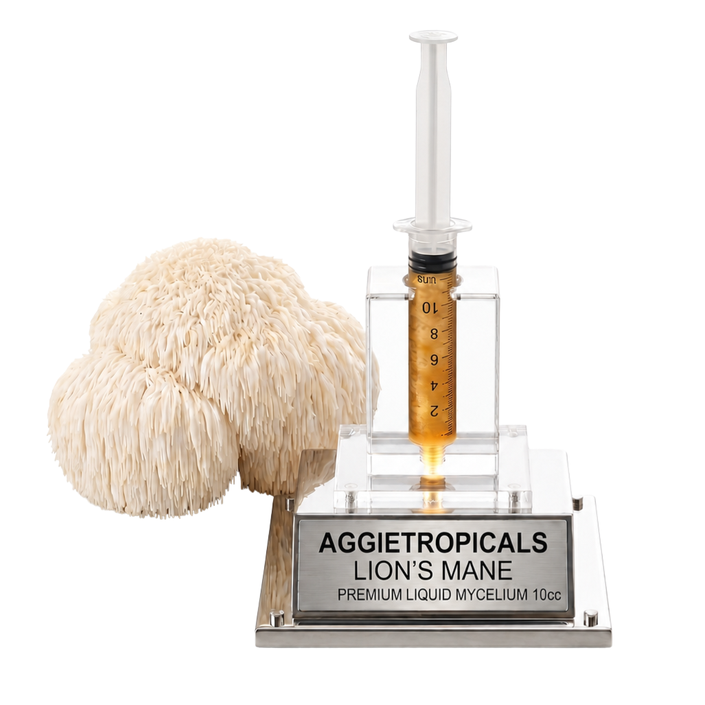 A lion's mane gummies product display featuring a clear plastic syringe filled with golden amber liquid mounted on a clear acrylic stand with a silver base labeled 'AGGietropicals LION'S MANE PREMIUM LIQUID MYCELIUM 10cc'. A large beige lion's mane mushroom is positioned to the left of the stand against a solid white background.