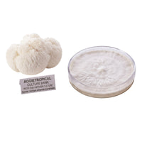 A rounded Lion's Mane mushroom formed of cascading white icicle-like spines, beside a round petri dish showing white mycelial growth on agar, labeled "AGGIETROPICAL CULTURE BANK, PETRI DISH MOTHER CULTURE, Species: Hericium erinaceus", on a white background.