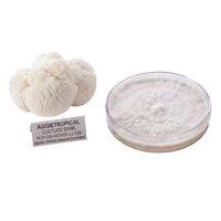 A white, fibrous mushroom cluster shown next to a clear plastic petri dish containing a white mycelial mat, with a label reading 'AGGIETROPICAL CULTURE BANK'.