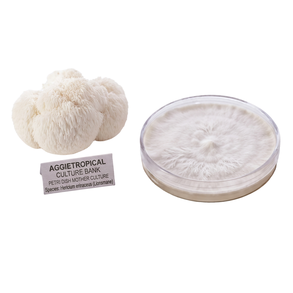 A white, fibrous mushroom cluster shown next to a clear plastic petri dish containing a white mycelial mat, with a label reading 'AGGIETROPICAL CULTURE BANK'.