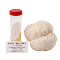 A rounded Lion's Mane mushroom formed of cascading white icicle-like spines, beside a clear 50ml centrifuge tube containing a slanted agar culture with white mycelial growth, labeled "AGGIETROPICALS CULTURE BANK, LION'S MANE MUSHROOM SLANT CULTURE, 50ml Centrifuge Tube, Agar: MEA (Malt Extract Agar)", on a white background.