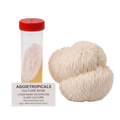 Two beige lion's mane mushrooms displayed next to a clear 50ml culture tube with a red cap and a label reading 'AGGIETROPICALS CULTURE BANK LIONS MANE MUSHROOM SLANT CULTURE 50ml Centrifuge Tube'.