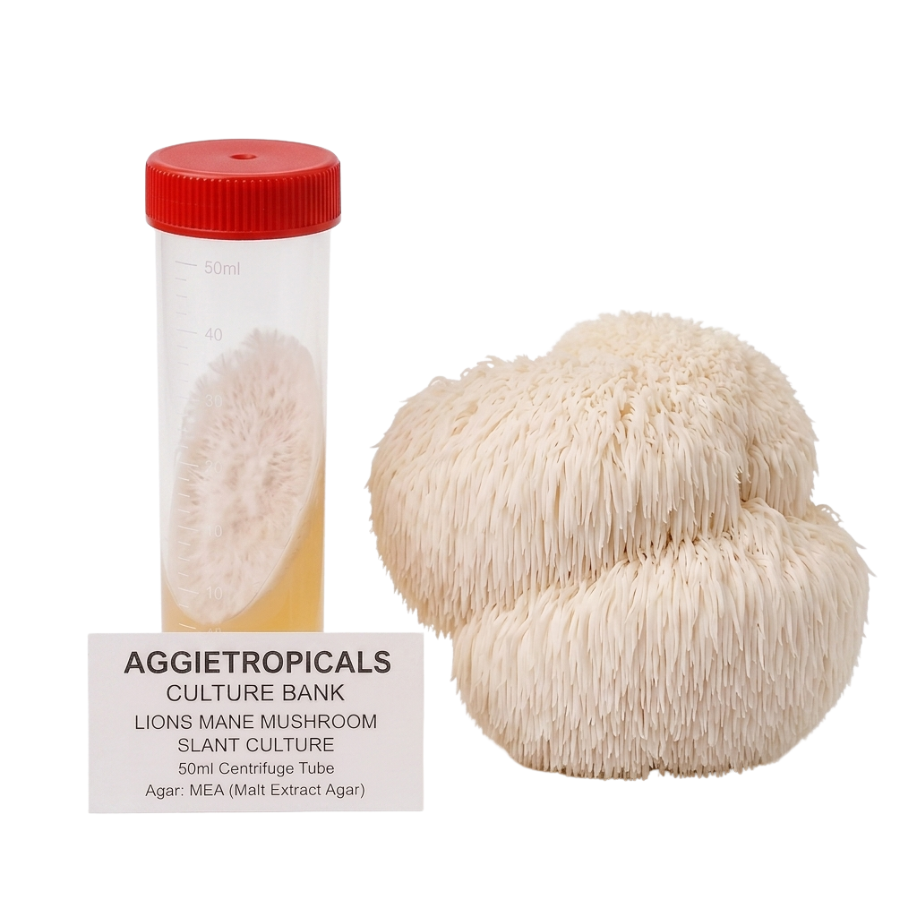 Two beige lion's mane mushrooms displayed next to a clear 50ml culture tube with a red cap and a label reading 'AGGIETROPICALS CULTURE BANK LIONS MANE MUSHROOM SLANT CULTURE 50ml Centrifuge Tube'.