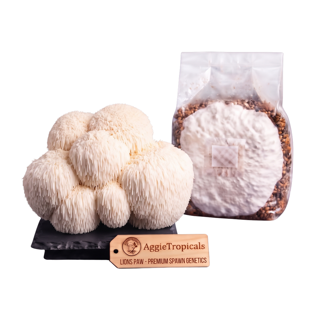 A cluster of off-white lion's Paw mushrooms next to a clear plastic bag containing a white powder and brown capsules, with a wooden brand tag reading AggieTropicals, on a white background.