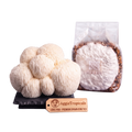 A cluster of off-white lion's Paw mushrooms next to a clear plastic bag containing a white powder and brown capsules, with a wooden brand tag reading AggieTropicals, on a white background.
