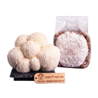 A cluster of off-white lion's Paw mushrooms next to a clear plastic bag containing a white powder and brown capsules, with a wooden brand tag reading AggieTropicals, on a white background.