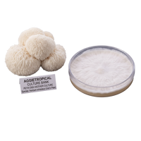 Two views of a petri dish containing a white, hairy mushroom culture, Lions Paw, alongside several small, fluffy off-white mushroom heads and a label reading 'AGGietROPICAL CULTURE BANK'.