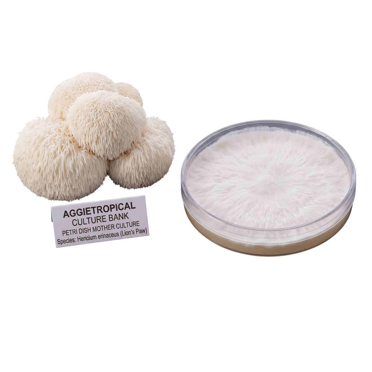 Two views of a petri dish containing a white, hairy mushroom culture, Lions Paw, alongside several small, fluffy off-white mushroom heads and a label reading 'AGGietROPICAL CULTURE BANK'.