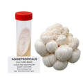 A 50ml centrifuge tube with a red cap containing a pale fungal culture, shown next to a cluster of off-white lion's paw mushrooms and a label reading 'AGGietROPICALS CULTURE BANK'.