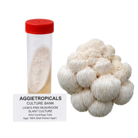 A 50ml centrifuge tube with a red cap containing a pale fungal culture, shown next to a cluster of off-white lion's paw mushrooms and a label reading 'AGGietROPICALS CULTURE BANK'.