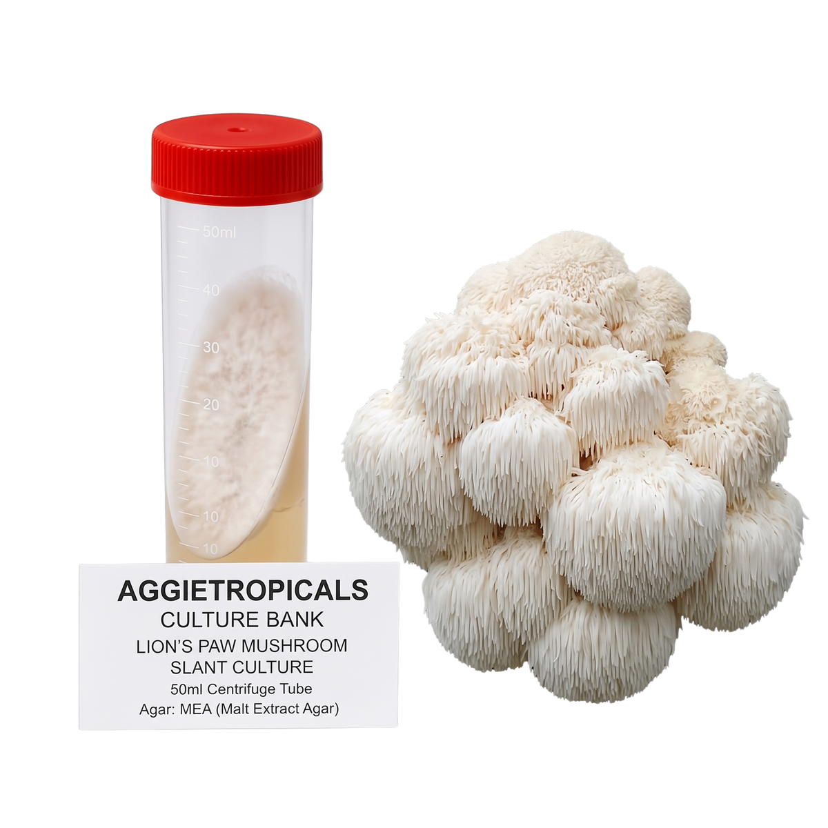A 50ml centrifuge tube with a red cap containing a pale fungal culture, shown next to a cluster of off-white lion's paw mushrooms and a label reading 'AGGietROPICALS CULTURE BANK'.