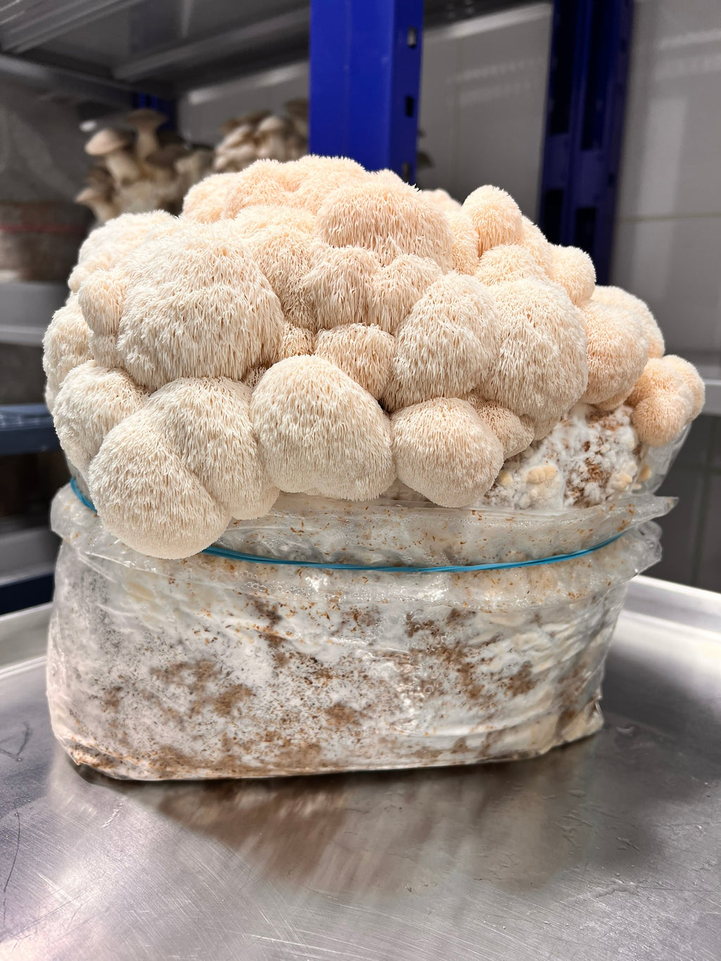 A large cluster of off-white lion's mane mushrooms growing in a clear plastic bag filled with a white and brown substrate, set on a stainless steel surface in a commercial kitchen or cultivation room.
