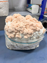 Load image into Gallery viewer, A large cluster of pale peach and cream coral-like formations growing inside a clear plastic bag, photographed on a blue tabletop with shelves and equipment in the background.
