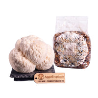 A rounded Lion's Mane mushroom formed of cascading white icicle-like spines on a dark slate board, beside a clear plastic bag of grain spawn colonized with white mycelium, with a wooden tag reading "AggieTropicals, LION'S MANE - Premium Spawn Genetics", on a white background.