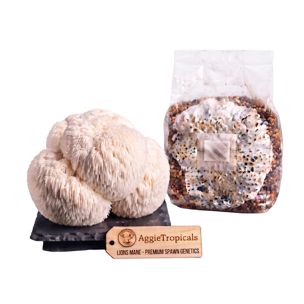 A cluster of lion mane mushrooms next to a clear plastic bag containing a substrate mix, with a wooden brand tag reading AggieTropicals, on a white background.