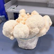 Load image into Gallery viewer, Fresh Lion's Mane Mushroom
