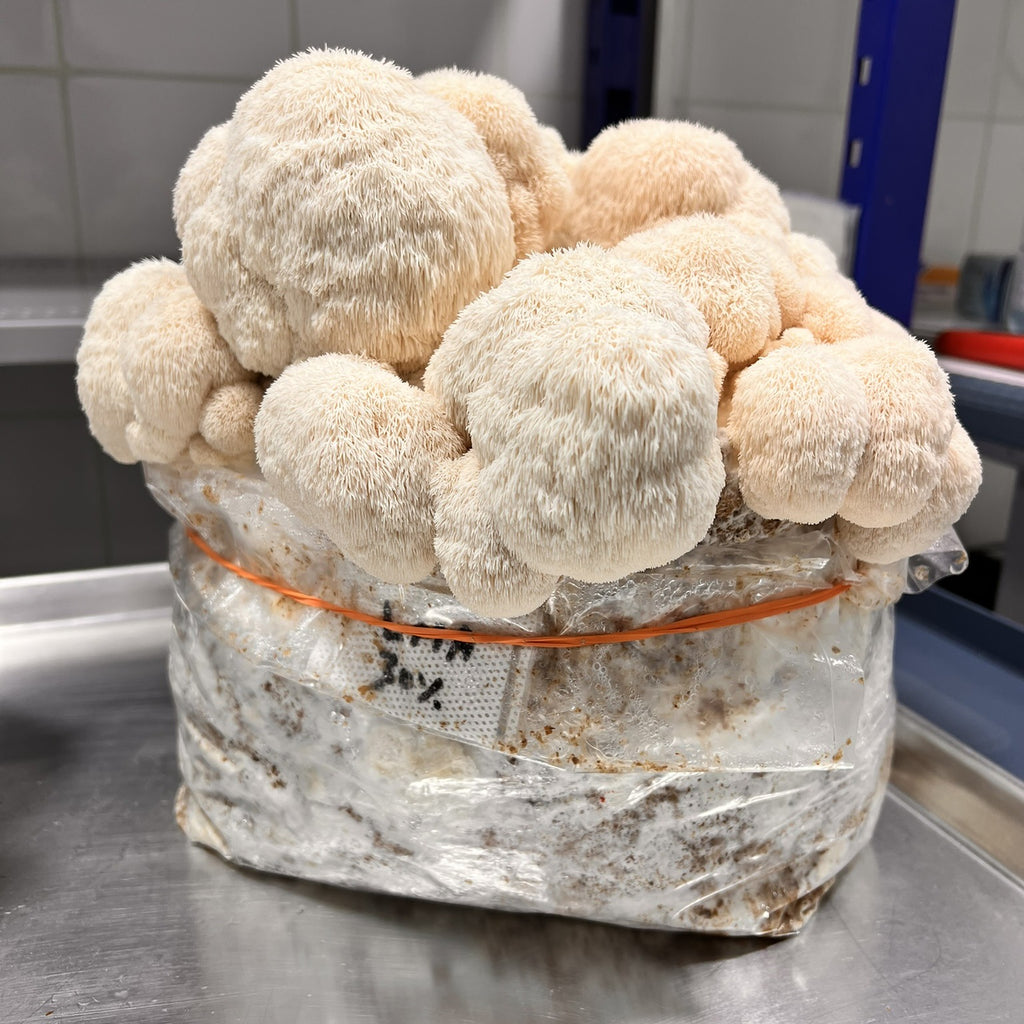 Lionsmane mushroom gourmet mushroom harvest