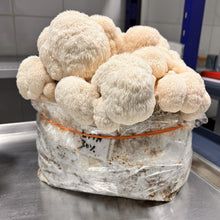 Load image into Gallery viewer, Fresh Lion's Mane Mushroom
