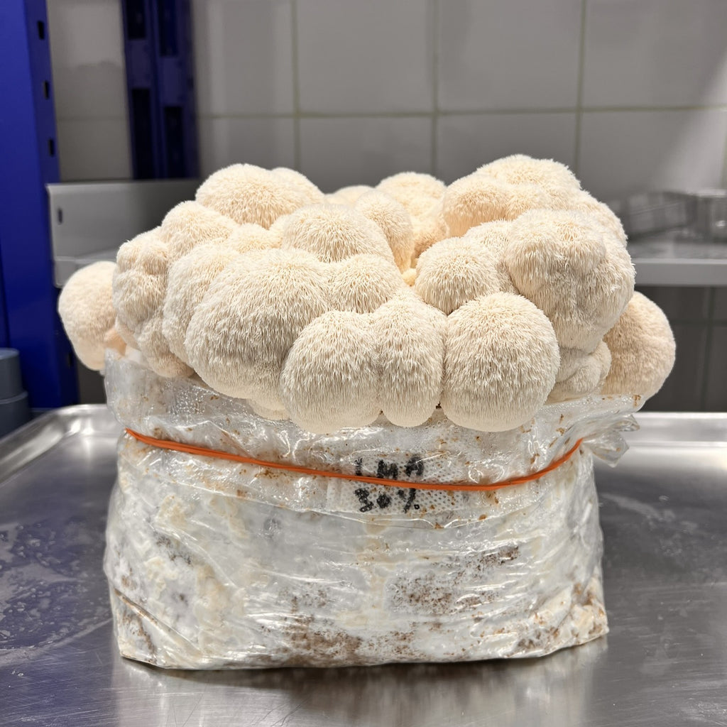 Lionsmane mushroom harvest from a substrate bag