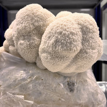 Load image into Gallery viewer, Fresh Lion's Mane Mushroom
