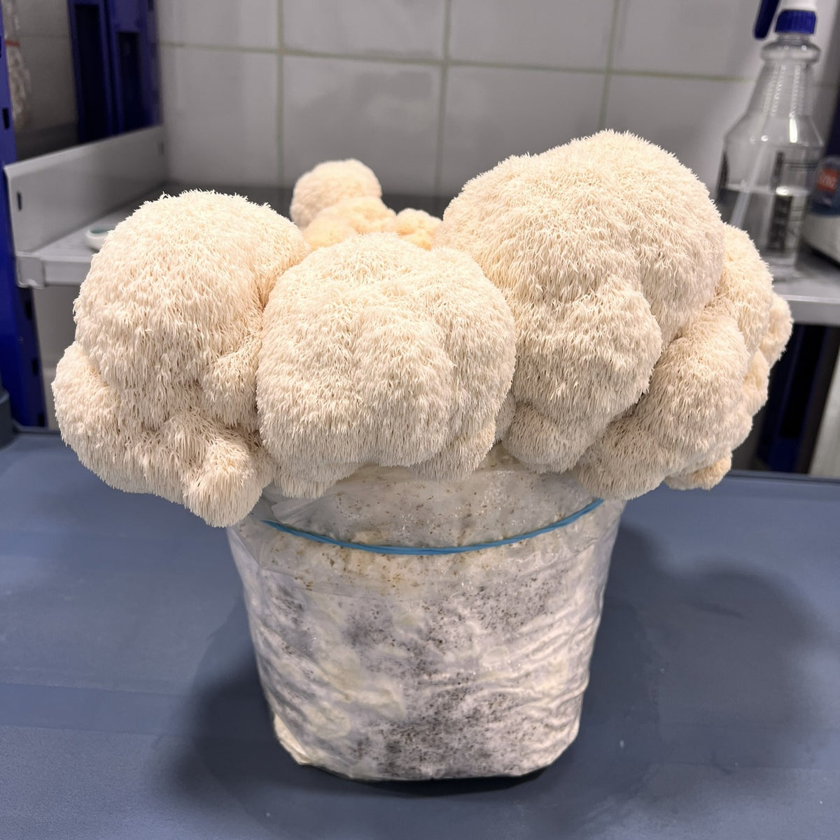 Lionsmane mushroom on a blue surface with a tiled wall background