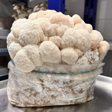 Load image into Gallery viewer, Freeze-Dried Lion's Mane Mushroom
