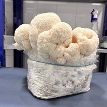 Load image into Gallery viewer, Freeze-Dried Lion's Mane Mushroom
