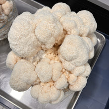 Load image into Gallery viewer, Fresh Lion's Mane Mushroom
