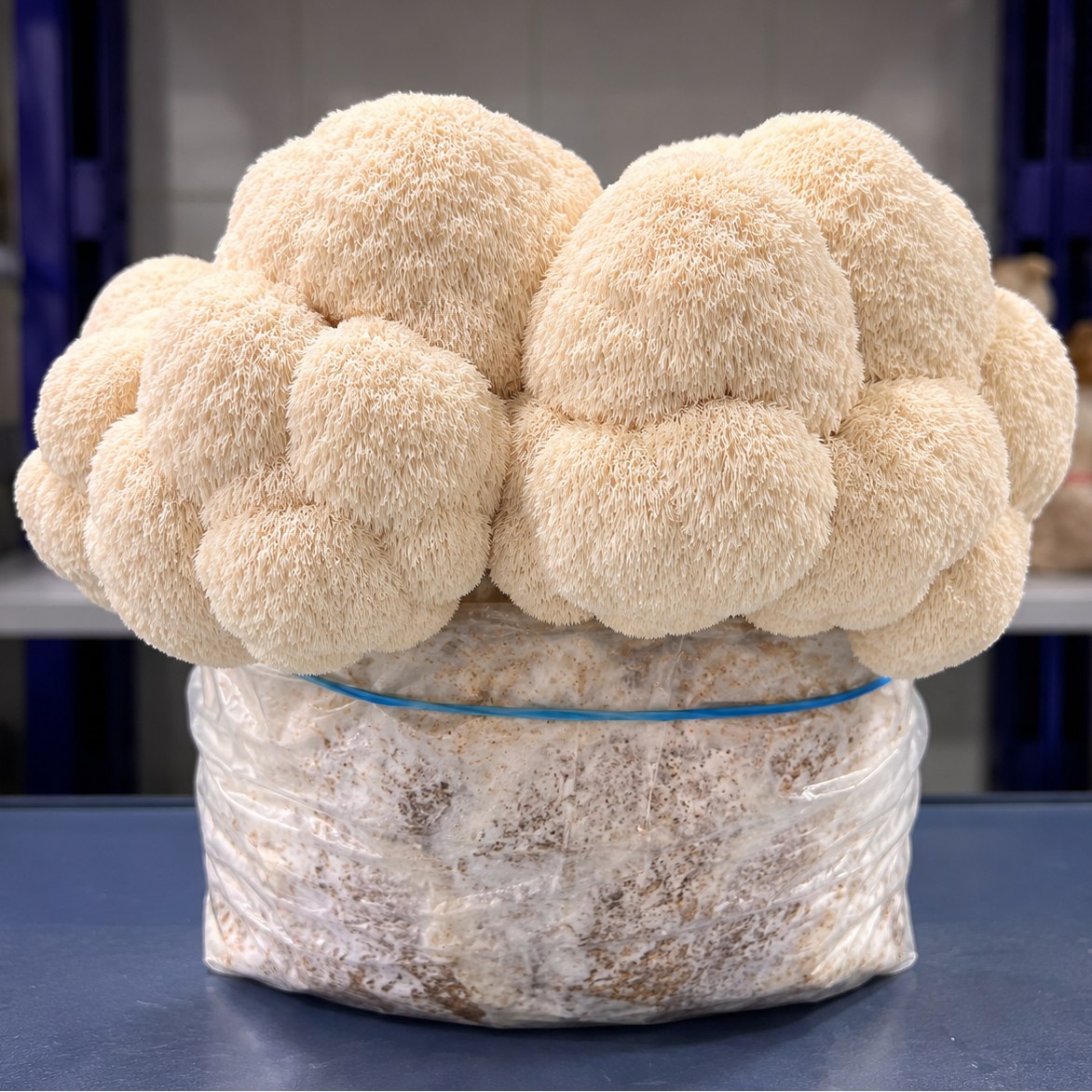 A cluster of lion's mane mushrooms, showing their characteristic fuzzy, coral-cream-colored heads, resting on a blue surface with a clear plastic bag containing more mushrooms below.