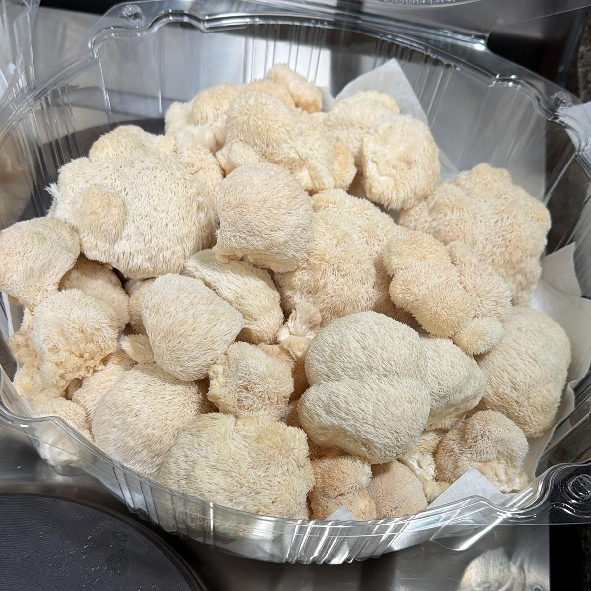 Clear plastic container filled with Lionsmane on a dark surface.