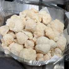 تحميل الصورة في عارض المعرض، Clear plastic container filled with Lionsmane on a dark surface.
