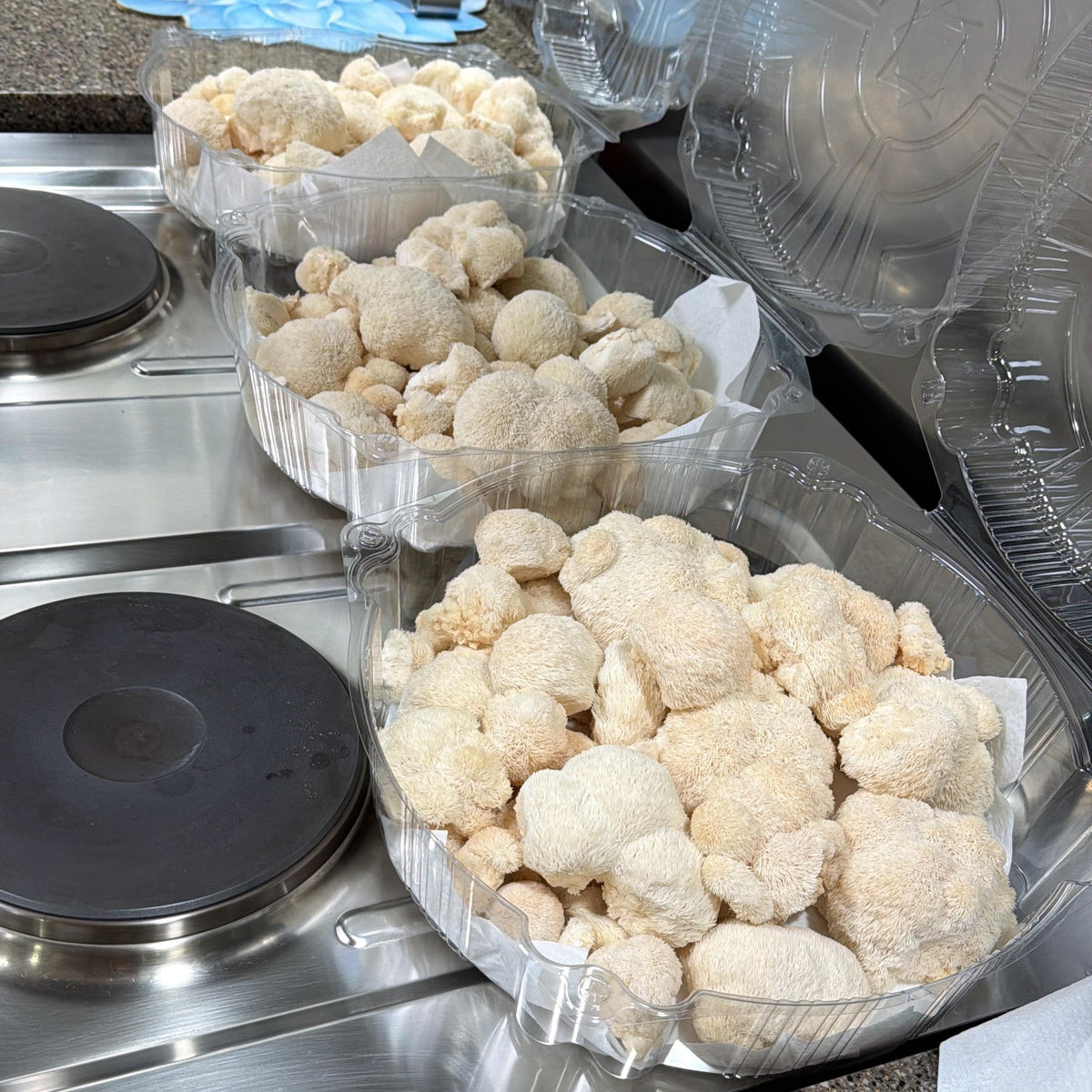 Lionsmane harvest in plastic containers on the over burners