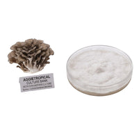 A Maitake mushroom formed of overlapping grey-brown fan-shaped caps in a dense rosette, beside a round petri dish showing white mycelial growth on agar, labeled "AGGIETROPICAL CULTURE BANK, PETRI DISH MOTHER CULTURE, Species: Grifola frondosa", on a white background.