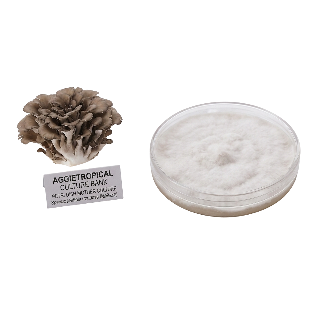 A mushroom culture kit showing a cluster of brownish-gray gilled mushrooms next to a clear plastic petri dish filled with white mycelium, with a label reading 'AGGietROPICAL CULTURE BANK'.