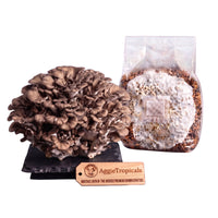 A Maitake mushroom formed of overlapping grey-brown fan-shaped caps in a dense rosette on a dark slate board, beside a clear plastic bag of grain spawn colonized with white mycelium, with a wooden tag reading "AggieTropicals, MAITAKE - Premium Spawn Genetics", on a white background.