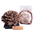 A cluster of mature brown oyster mushrooms next to a clear plastic bag containing grain spawn, with a wooden brand tag reading AggieTropicals in front, on a plain white background.