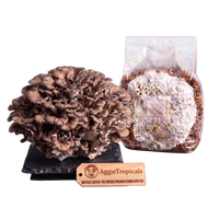 A cluster of mature brown oyster mushrooms next to a clear plastic bag containing grain spawn, with a wooden brand tag reading AggieTropicals in front, on a plain white background.