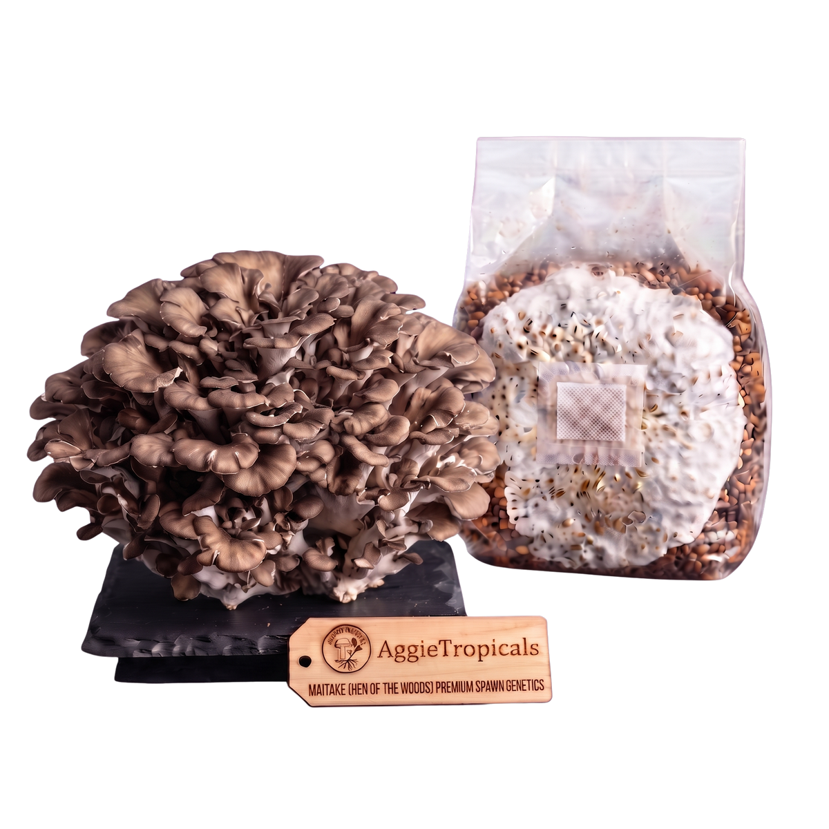 A cluster of mature brown oyster mushrooms next to a clear plastic bag containing grain spawn, with a wooden brand tag reading AggieTropicals in front, on a plain white background.