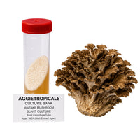 A Maitake mushroom formed of overlapping grey-brown fan-shaped caps in a dense rosette, beside a clear 50ml centrifuge tube containing a slanted agar culture with white mycelial growth, labeled "AGGIETROPICALS CULTURE BANK, MAITAKE MUSHROOM SLANT CULTURE, 50ml Centrifuge Tube, Agar: MEA (Malt Extract Agar)", on a white background.