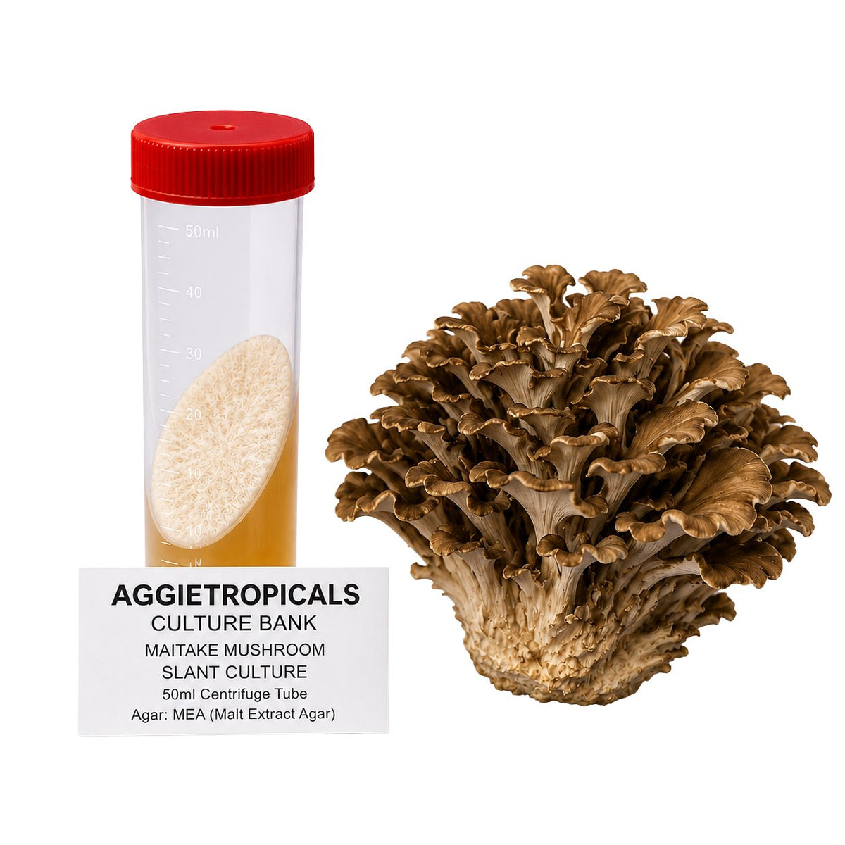 A Maitake mushroom formed of overlapping grey-brown fan-shaped caps in a dense rosette, beside a clear 50ml centrifuge tube containing a slanted agar culture with white mycelial growth, labeled "AGGIETROPICALS CULTURE BANK, MAITAKE MUSHROOM SLANT CULTURE, 50ml Centrifuge Tube, Agar: MEA (Malt Extract Agar)", on a white background.