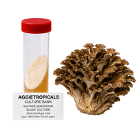 A brown maitane mushroom cluster next to a clear plastic slant culture tube with a red cap and a label reading 'AGGIETROPICALS CULTURE-BANK Maitake Mushroom Slant Culture 50ml Conical Tube Malt Extract Agar on a white background.