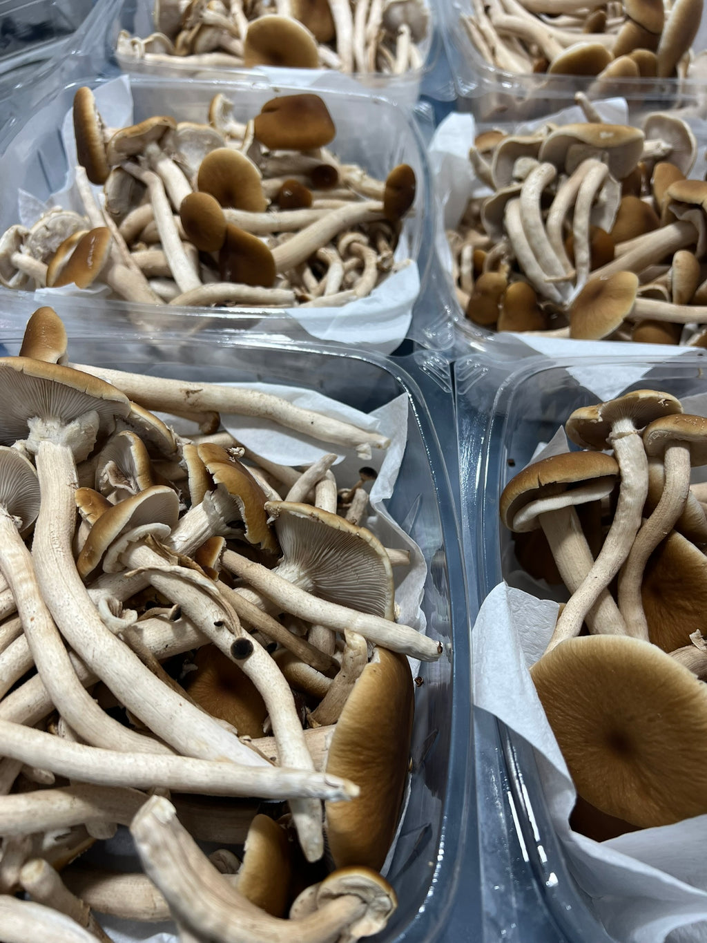 Several clear plastic clamshell containers filled with a large pioppino mushroom harvest, photographed closely together. The mushrooms have tan-brown caps and long off-white to beige stems, with some white paper liners visible inside the containers.