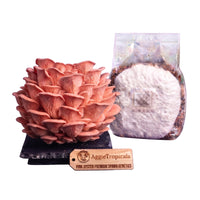 A dense cluster of Pink Oyster mushrooms with vivid pink fan-shaped caps on a dark slate board, beside a clear plastic bag of grain spawn colonized with white mycelium, with a wooden tag reading "AggieTropicals, PINK OYSTER - Premium Spawn Genetics", on a white background.