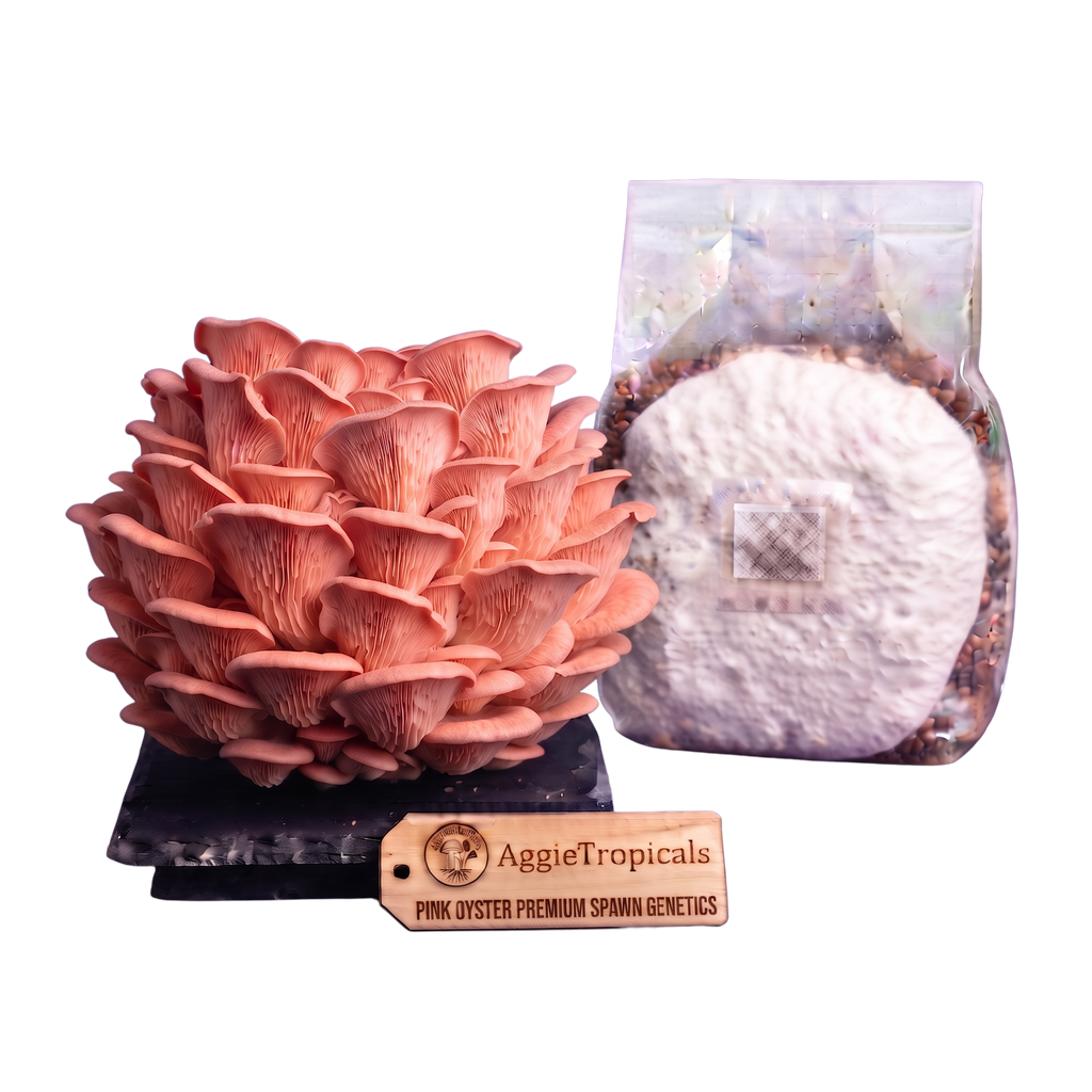A pink oyster mushroom culture kit showing a large pinkish-orange mushroom cluster on a black base, a clear bag containing white spawn powder and substrate, and a wooden AggieTropicals brand tag, all on a plain white background.