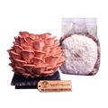A pink oyster mushroom culture kit showing a large pinkish-orange mushroom cluster on a black base, a clear bag containing white spawn powder and substrate, and a wooden AggieTropicals brand tag, all on a plain white background.