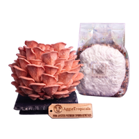 A pink oyster mushroom culture kit showing a large pinkish-orange mushroom cluster on a black base, a clear bag containing white spawn powder and substrate, and a wooden AggieTropicals brand tag, all on a plain white background.