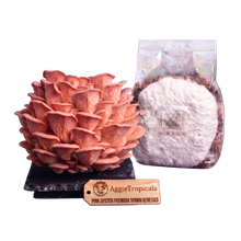 Load image into Gallery viewer, A pink oyster mushroom culture kit showing a large pinkish-orange mushroom cluster on a black base, a clear bag containing white spawn powder and substrate, and a wooden AggieTropicals brand tag, all on a plain white background.
