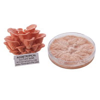 A dense cluster of Pink Oyster mushrooms with vivid pink fan-shaped caps, beside a round petri dish showing white mycelial growth on agar, labeled "AGGIETROPICAL CULTURE BANK, PETRI DISH MOTHER CULTURE, Species: Pleurotus djamor", on a white background.