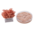 A cluster of pinkish-orange oyster mushrooms next to a clear petri dish showing the mushroom mycelium, with a label reading 'AGGietROPICAL CULTURE BANK' on a white background.