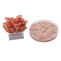 A cluster of pinkish-orange oyster mushrooms next to a clear petri dish showing the mushroom mycelium, with a label reading 'AGGietROPICAL CULTURE BANK' on a white background.